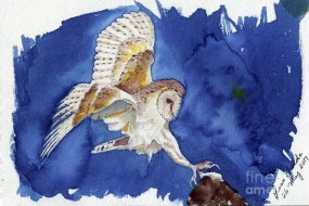 barn-owl-landing-lisa-twede